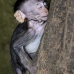 monkey_macaque_balinese_mf_ubud_v_1367_bal5088.jpg